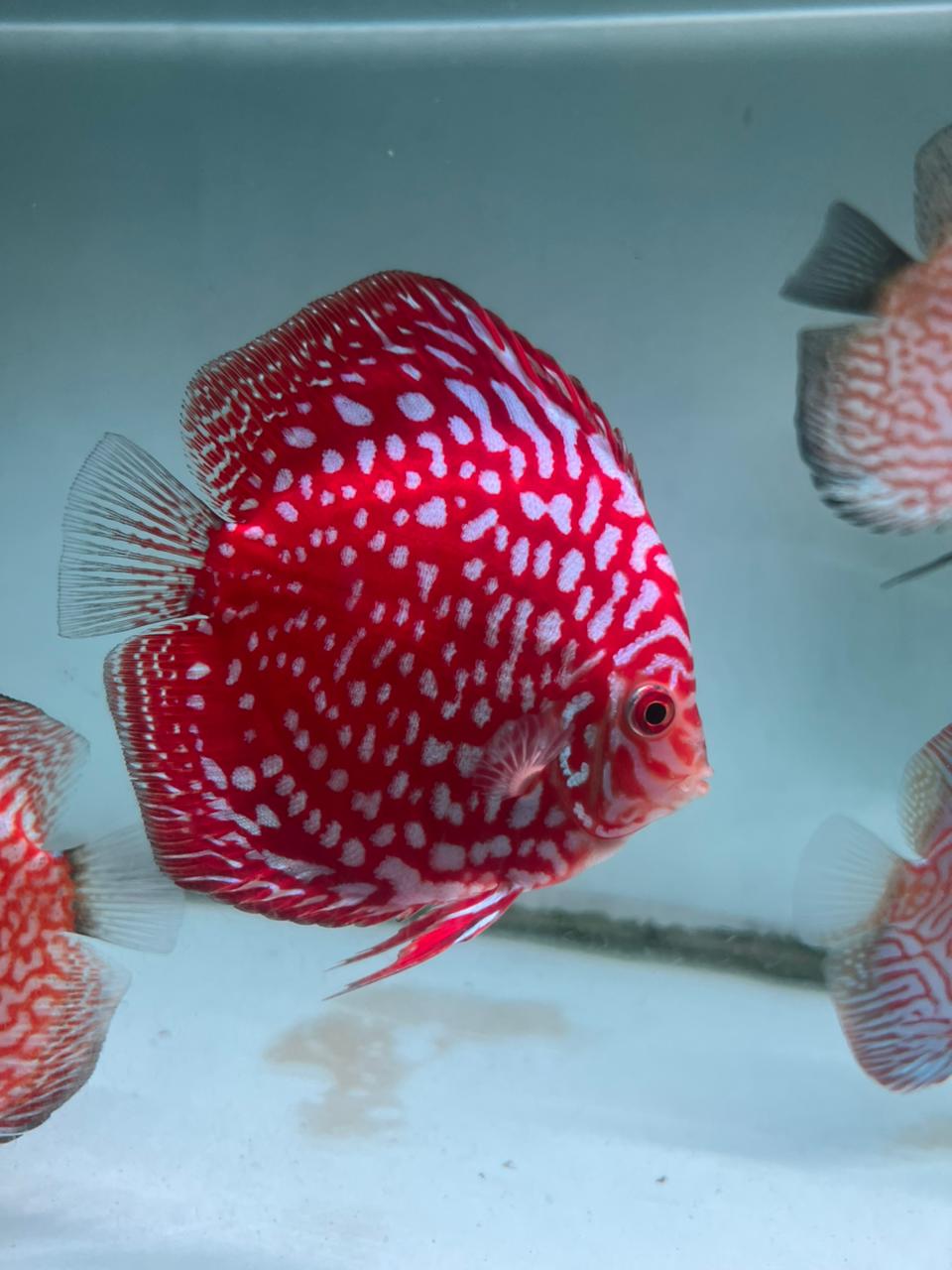 Red Discus Passion